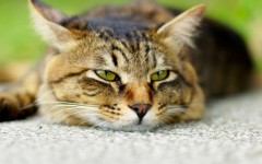 Desktop wallpaper. Cats. ID:42570