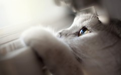 Desktop wallpaper. Cats. ID:42571
