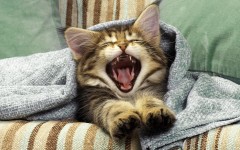 Desktop wallpaper. Cats. ID:42572
