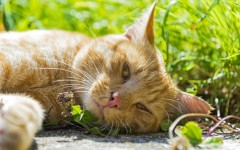 Desktop wallpaper. Cats. ID:42573