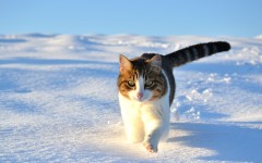 Desktop wallpaper. Cats. ID:42574