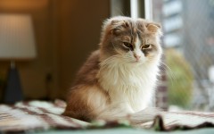 Desktop wallpaper. Cats. ID:42575