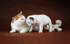 Desktop wallpaper. Cats. ID:42576