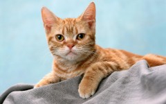 Desktop wallpaper. Cats. ID:42578