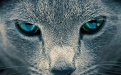 Desktop wallpaper. Cats. ID:42579
