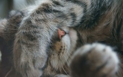 Desktop wallpaper. Cats. ID:42580
