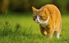 Desktop wallpaper. Cats. ID:42581