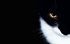 Desktop wallpaper. Cats. ID:42583