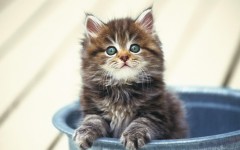 Desktop wallpaper. Cats. ID:42584