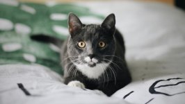 Desktop wallpaper. Cats. ID:138122