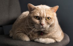 Desktop wallpaper. Cats. ID:42586