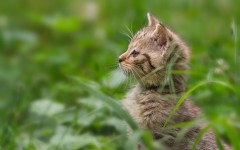 Desktop wallpaper. Cats. ID:42591