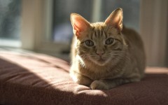 Desktop wallpaper. Cats. ID:42592