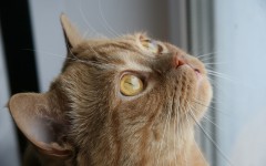 Desktop wallpaper. Cats. ID:42594