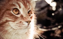 Desktop wallpaper. Cats. ID:42595