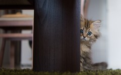 Desktop wallpaper. Cats. ID:42596