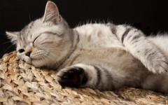Desktop wallpaper. Cats. ID:42597