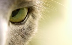 Desktop wallpaper. Cats. ID:42598