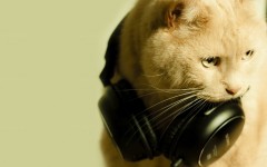 Desktop wallpaper. Cats. ID:42599