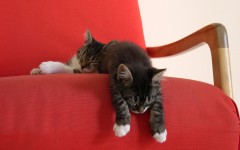Desktop wallpaper. Cats. ID:42600