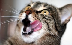 Desktop wallpaper. Cats. ID:42601