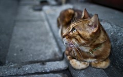 Desktop wallpaper. Cats. ID:42602