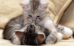 Desktop wallpaper. Cats. ID:42603
