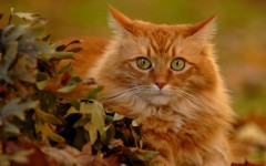 Desktop wallpaper. Cats. ID:42604