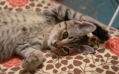 Desktop wallpaper. Cats. ID:42606