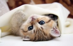 Desktop wallpaper. Cats. ID:42608