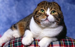 Desktop wallpaper. Cats. ID:42610