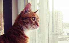 Desktop wallpaper. Cats. ID:42612