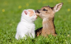 Desktop wallpaper. Cats. ID:42614
