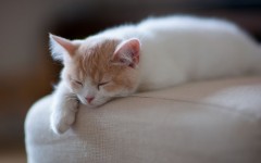 Desktop wallpaper. Cats. ID:42615