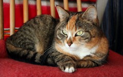 Desktop wallpaper. Cats. ID:42617