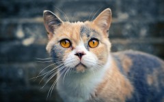 Desktop wallpaper. Cats. ID:42619