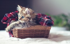 Desktop wallpaper. Cats. ID:42620