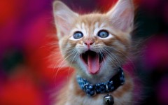 Desktop wallpaper. Cats. ID:42621