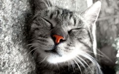 Desktop wallpaper. Cats. ID:42623