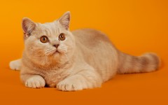 Desktop wallpaper. Cats. ID:42624