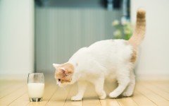 Desktop wallpaper. Cats. ID:42625