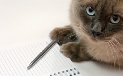 Desktop wallpaper. Cats. ID:42627