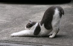 Desktop wallpaper. Cats. ID:42628