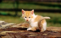 Desktop wallpaper. Cats. ID:42629