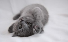 Desktop wallpaper. Cats. ID:42630