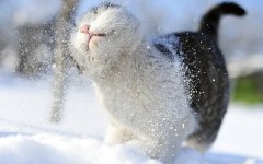 Desktop wallpaper. Cats. ID:42631