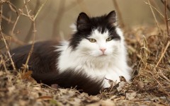 Desktop wallpaper. Cats. ID:42632