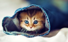 Desktop wallpaper. Cats. ID:42633