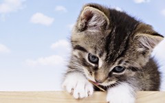 Desktop wallpaper. Cats. ID:42634