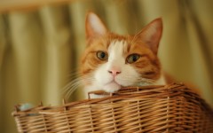 Desktop wallpaper. Cats. ID:42635